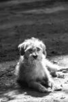 趴着的可爱小狗