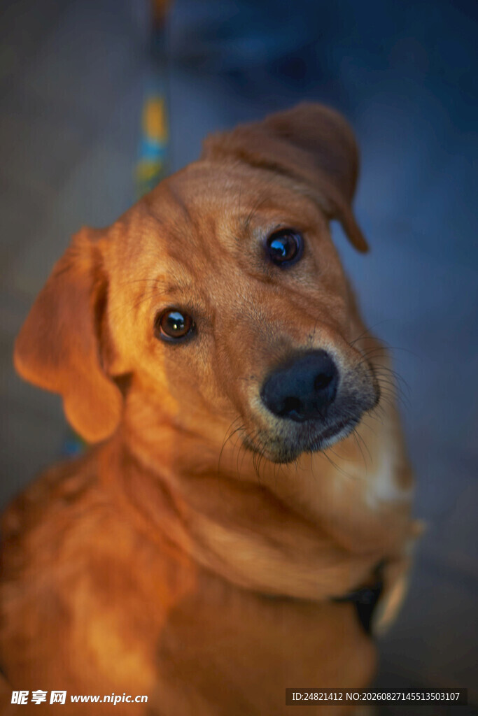 歪头萌犬