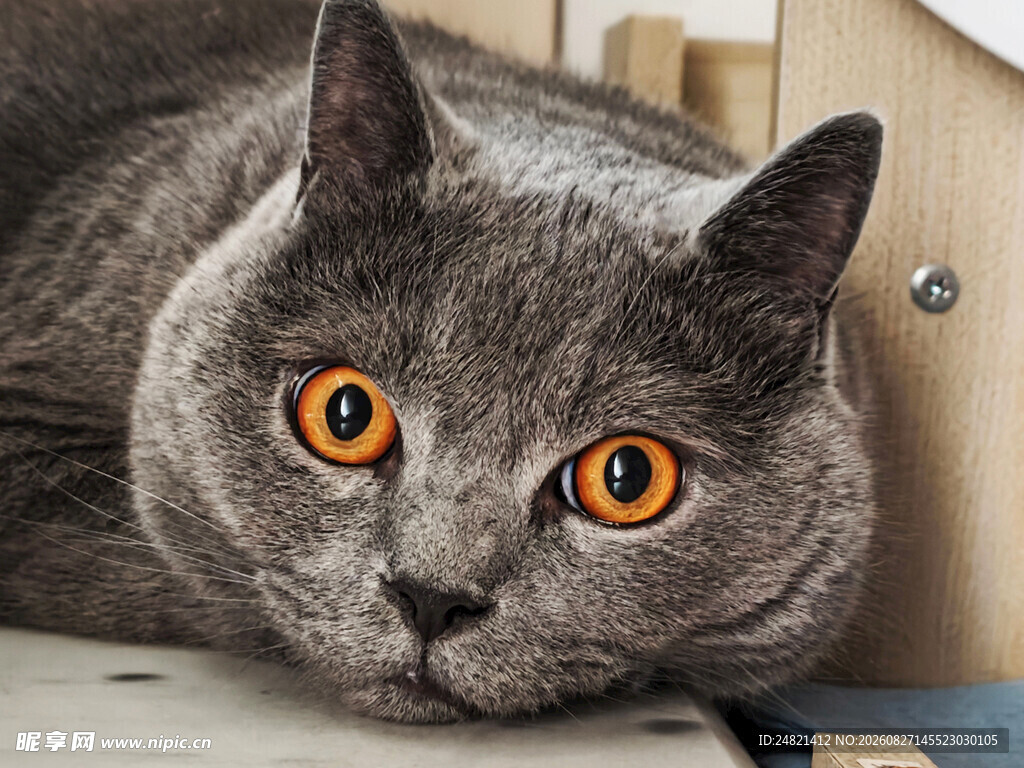 灰蓝猫咪睁大眼睛凝视