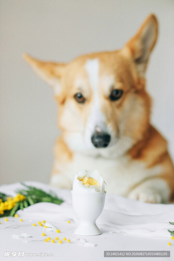 柯基犬专注看蛋杯中的蛋
