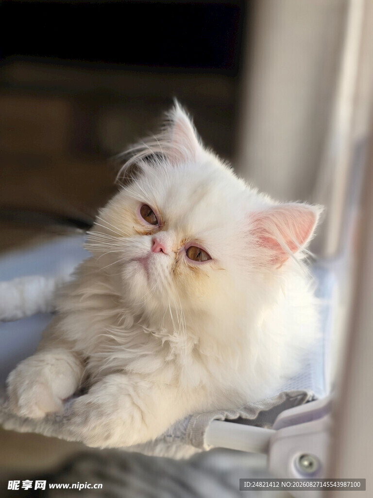 可爱波斯猫惬意躺卧