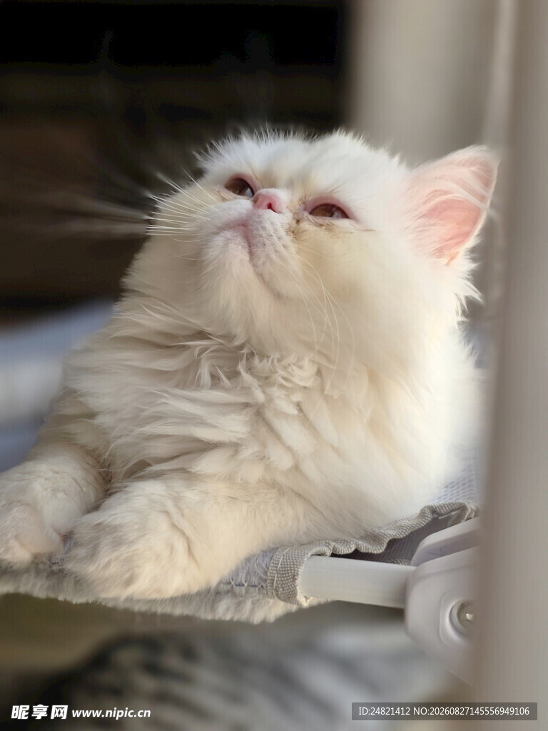 慵懒的猫咪惬意享受时光