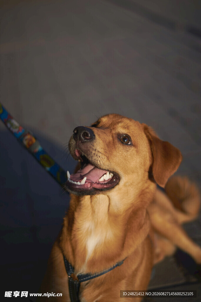 可爱棕犬张嘴露舌显欢快