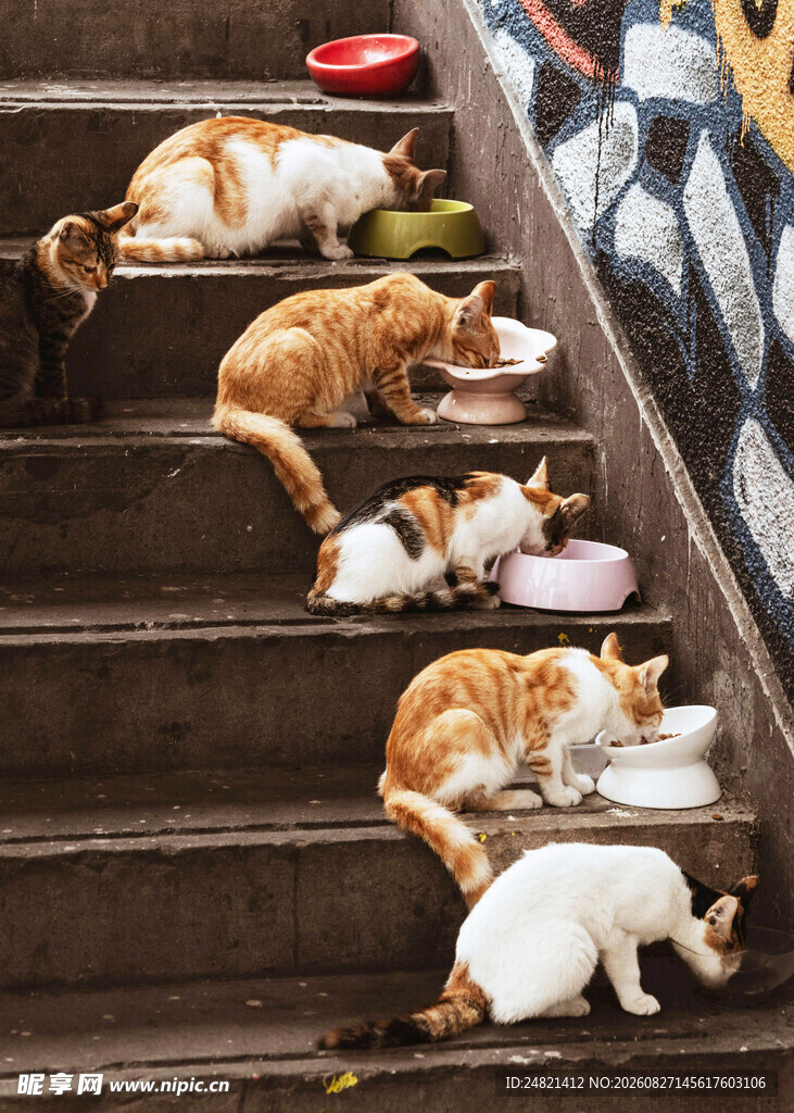 台阶上猫咪们正在进食