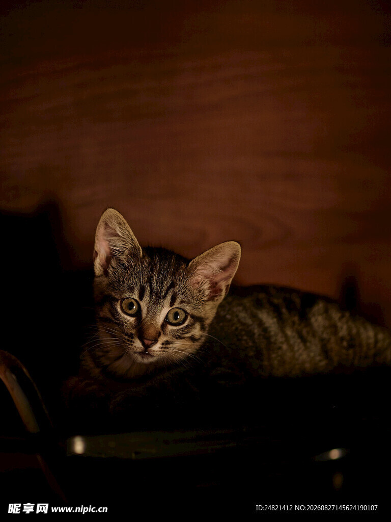 暗光下的可爱斑纹猫咪