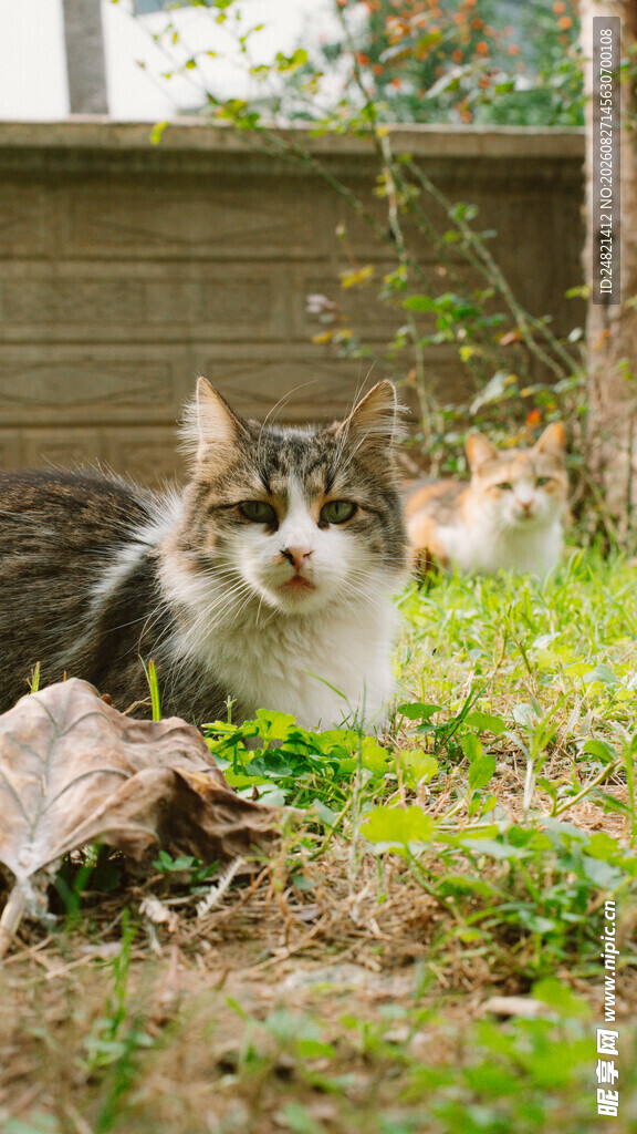 草地上的可爱猫咪