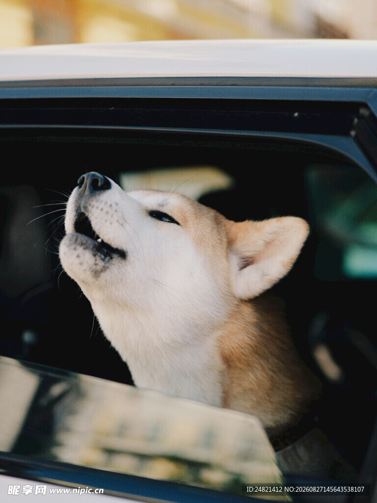 车内探头张望的可爱柴犬
