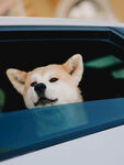 柴犬探出头的可爱瞬间