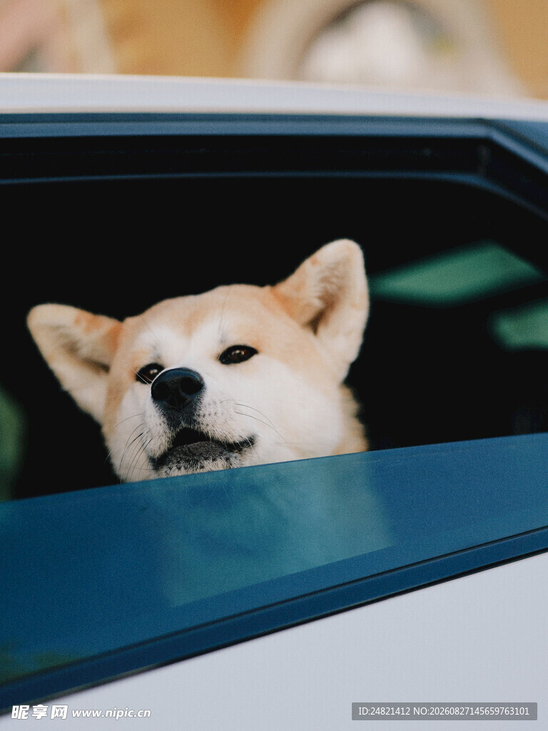 柴犬探出头的可爱瞬间