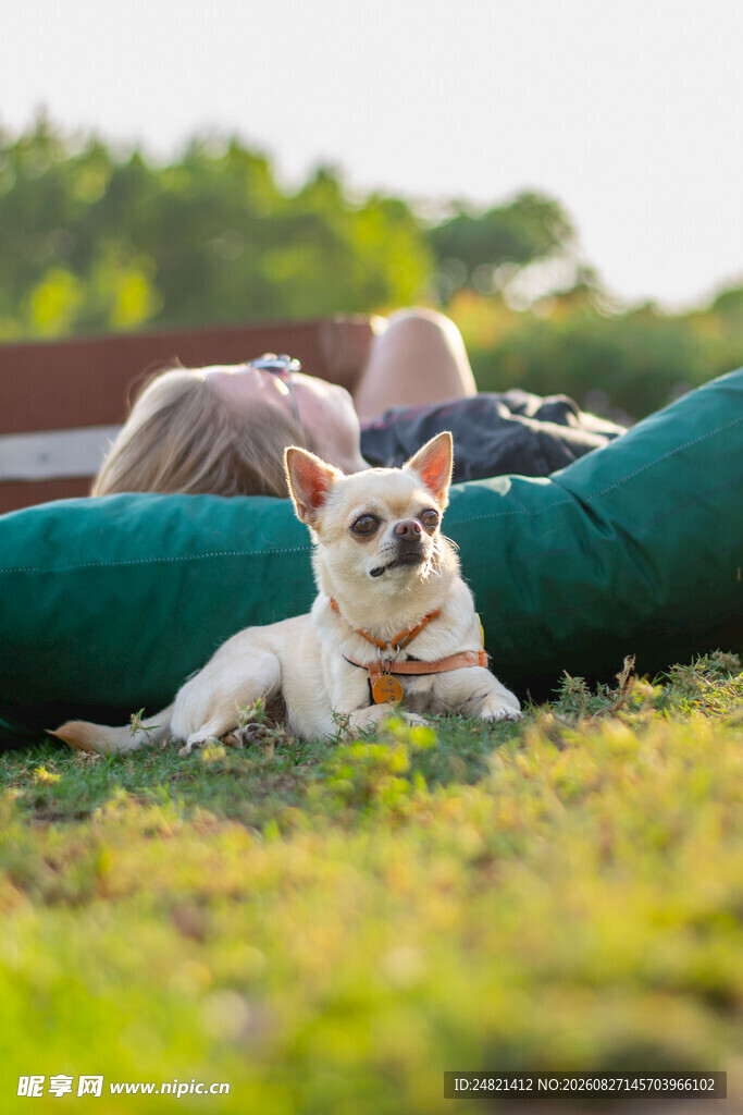 人与萌犬惬意躺于草地