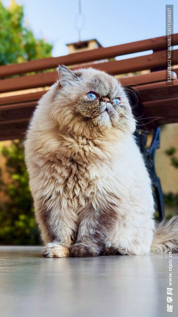 可爱长毛猫端坐