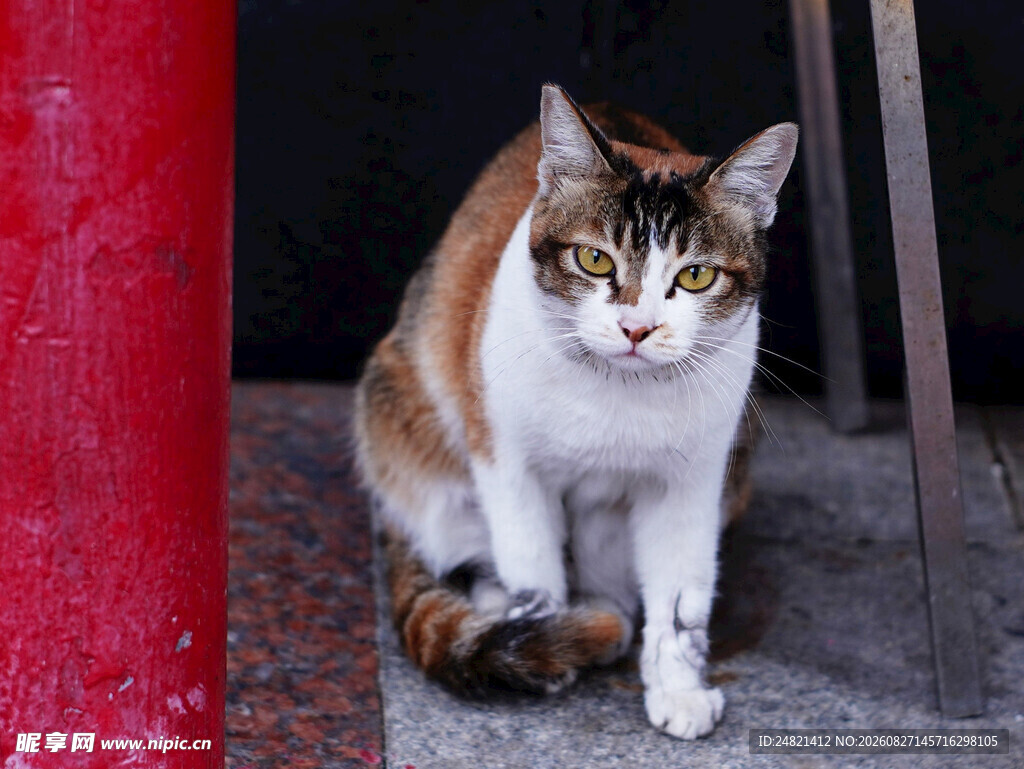 三色猫咪蹲坐于红柱旁
