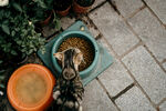 猫咪进食场景