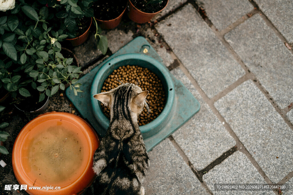 猫咪进食场景