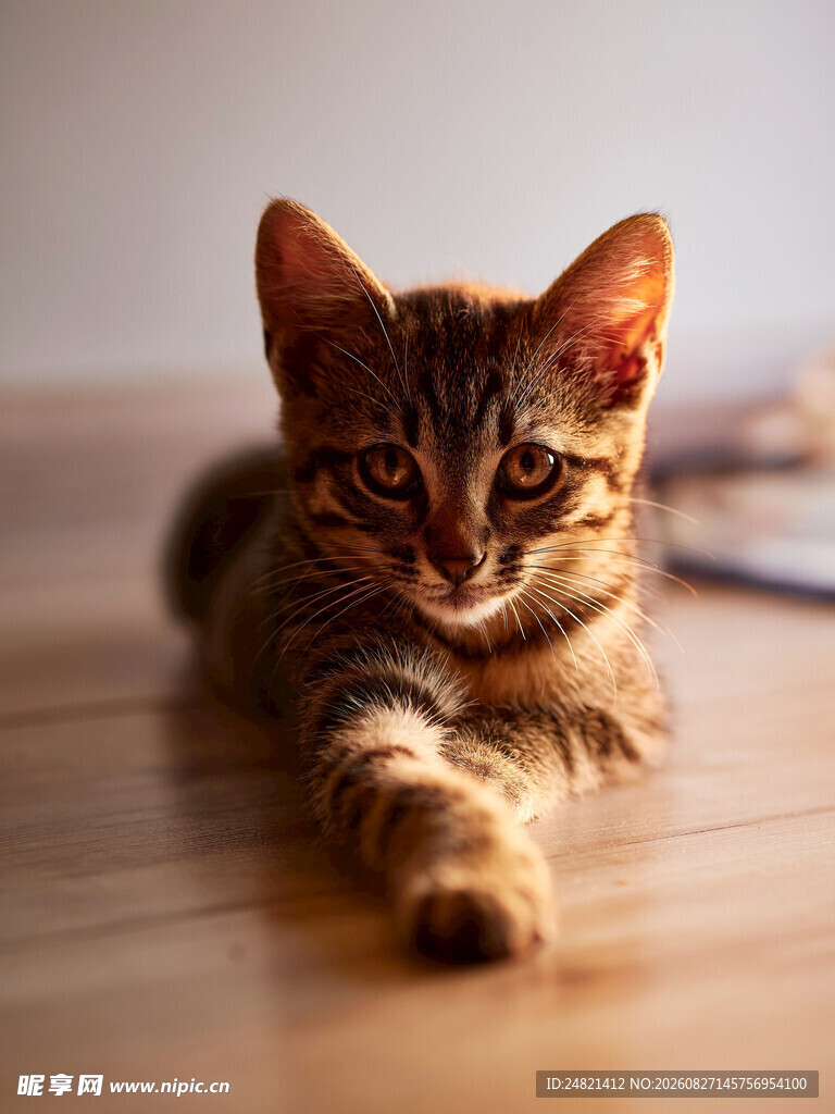 可爱小猫趴于木地板上