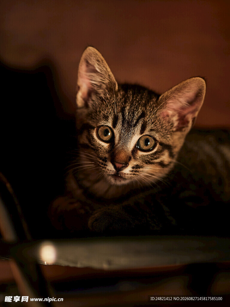 可爱小猫咪的专注瞬间