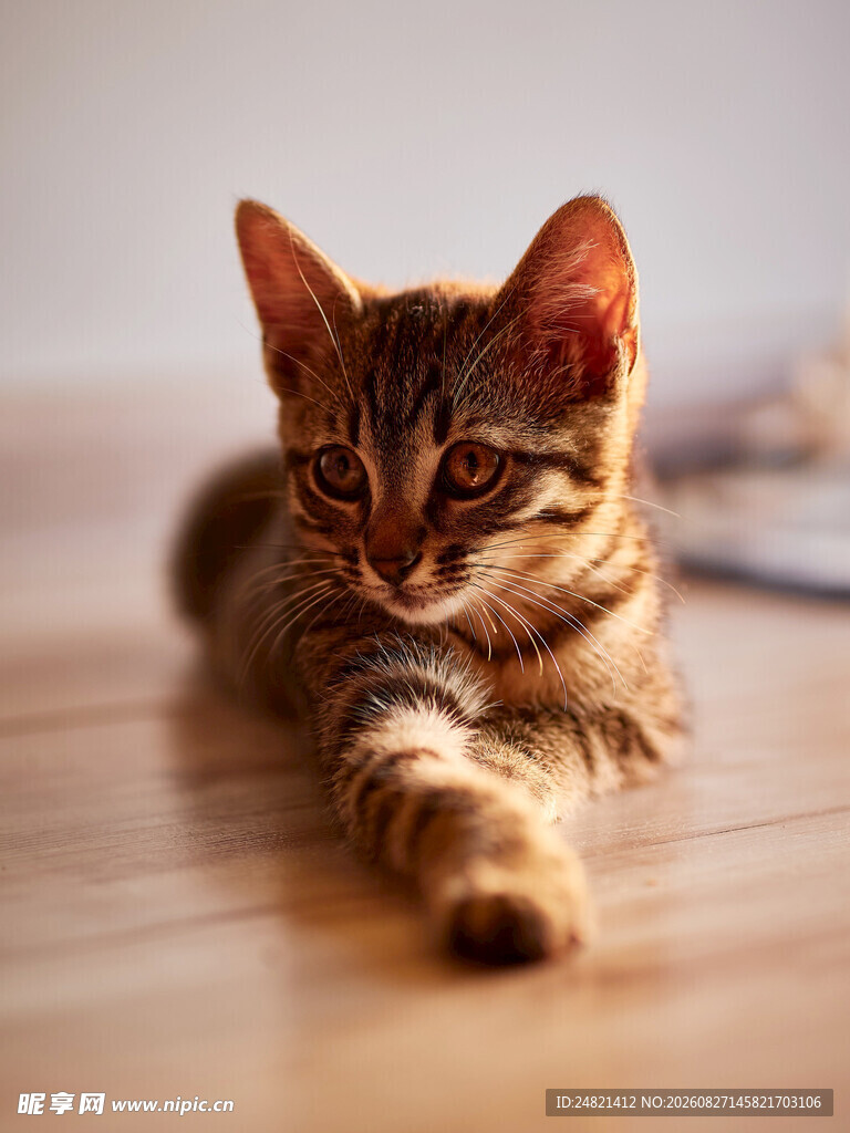 可爱小猫趴于木地板上