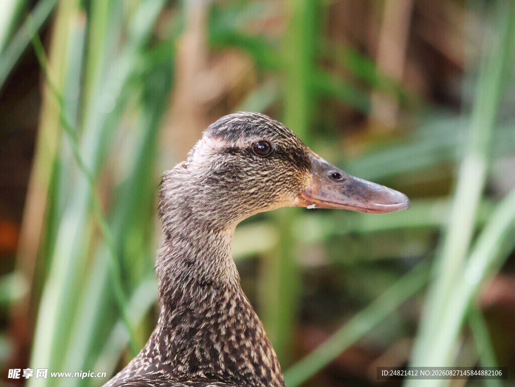 水边的鸭子特写
