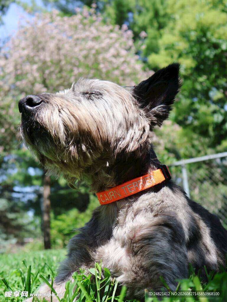 草地上的可爱灰毛犬