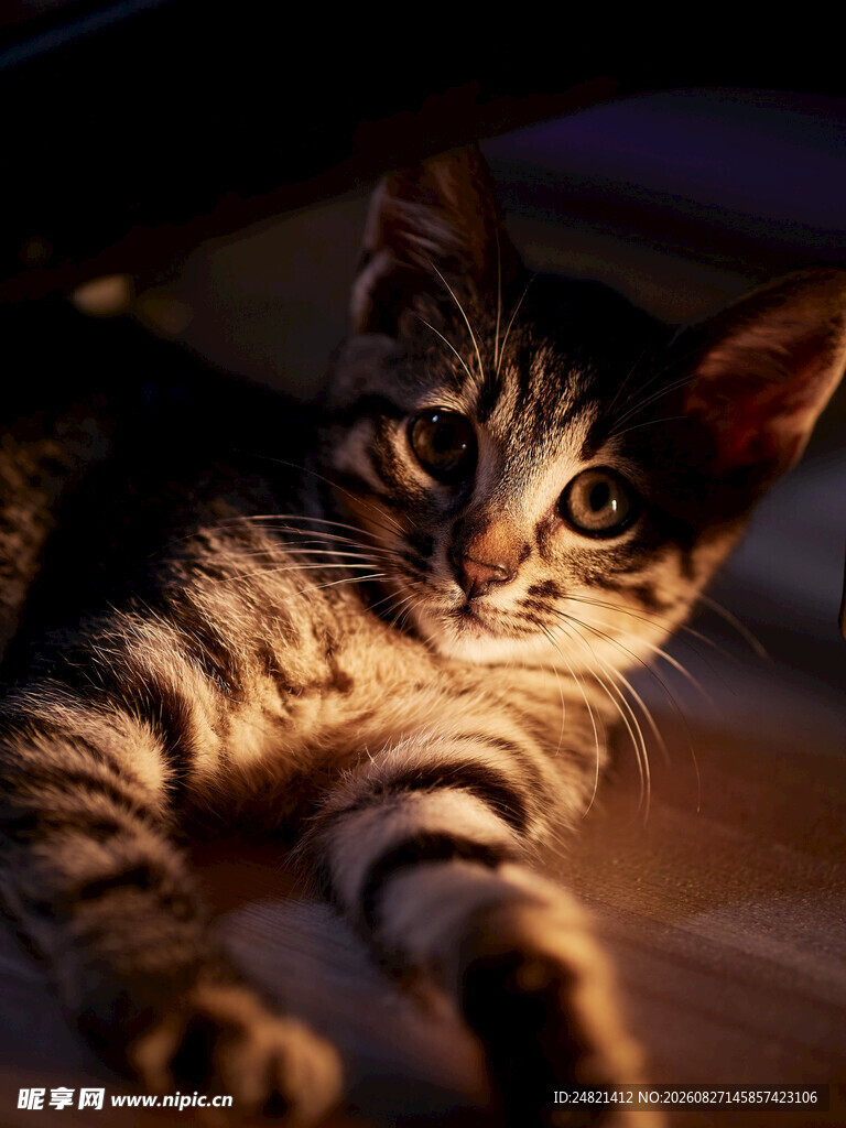 可爱斑纹猫趴卧在暗光处