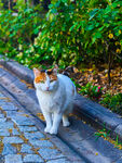路边的三色猫咪