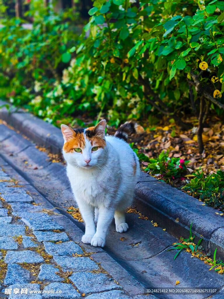 路边的三色猫咪