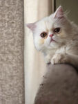可爱猫咪趴在沙发扶手上
