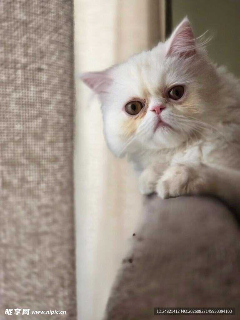 可爱猫咪趴在沙发扶手上