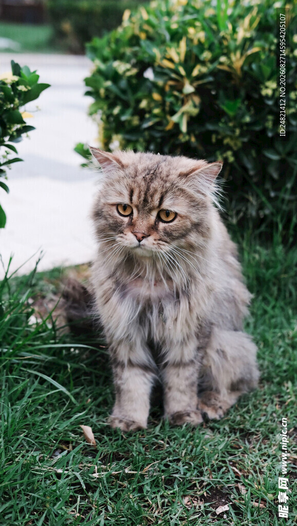 草地上的长毛猫咪