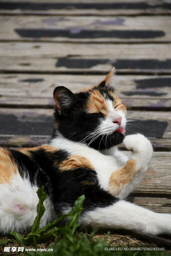 三色猫惬意躺卧在木阶旁