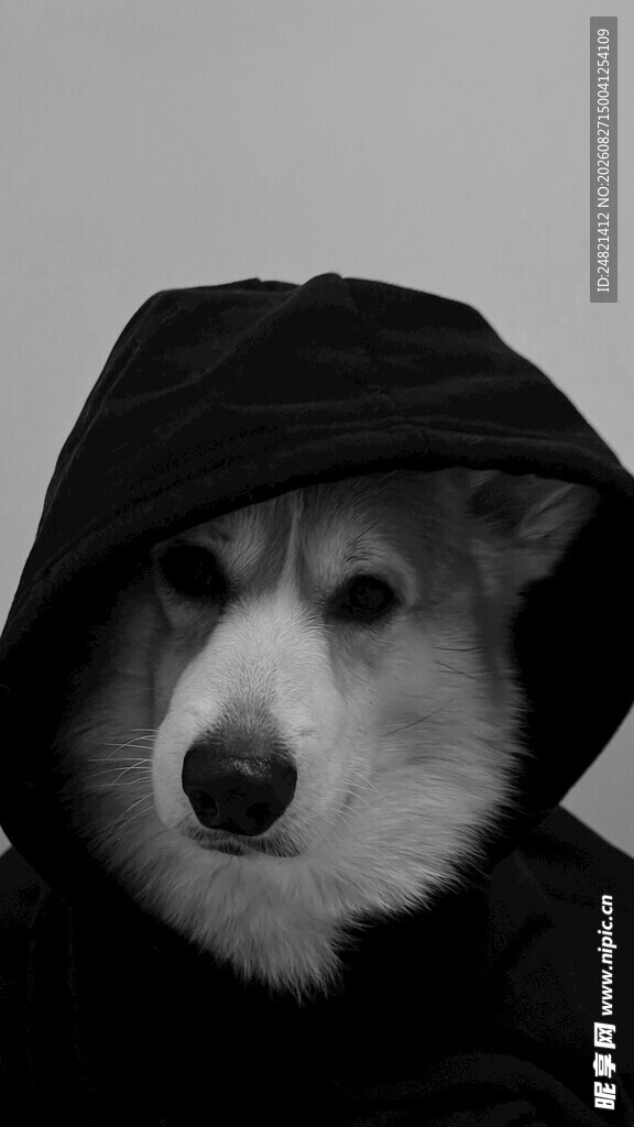 穿斗篷的可爱柯基犬