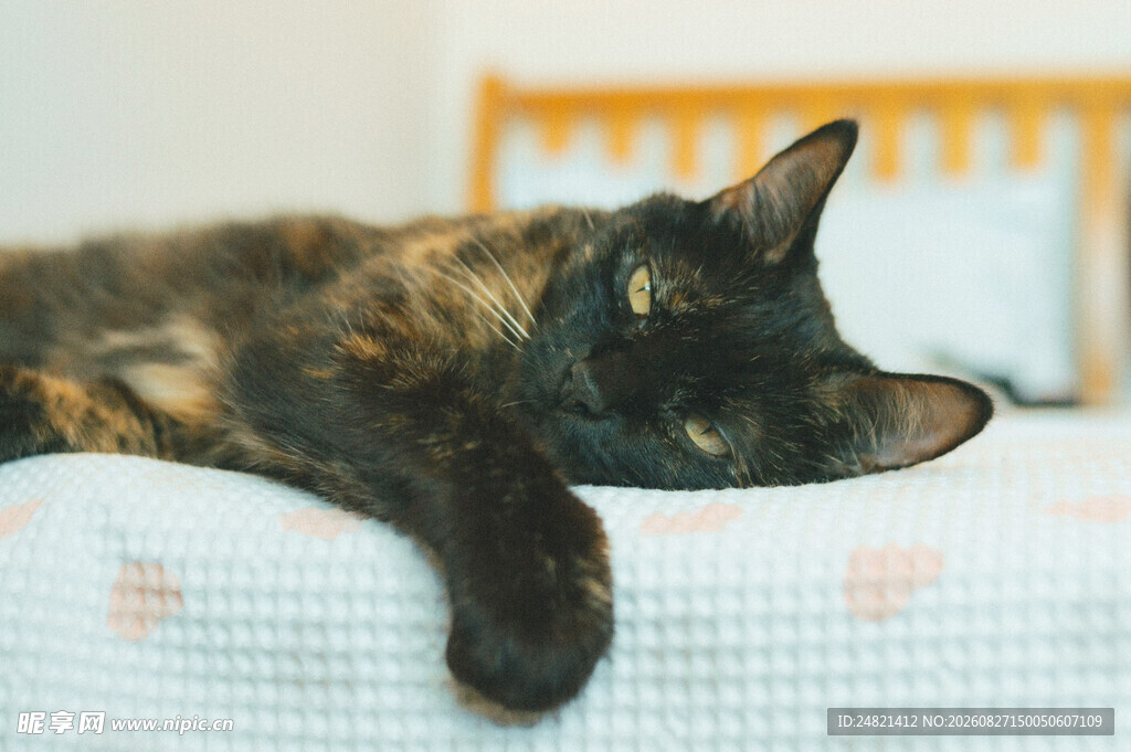 慵懒猫咪惬意趴卧在床上