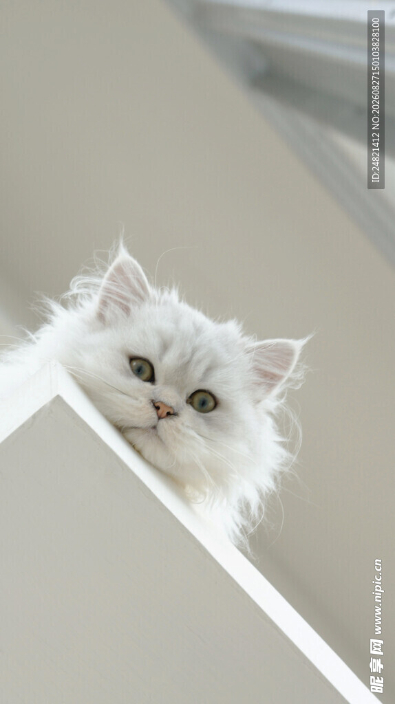 萌猫探头