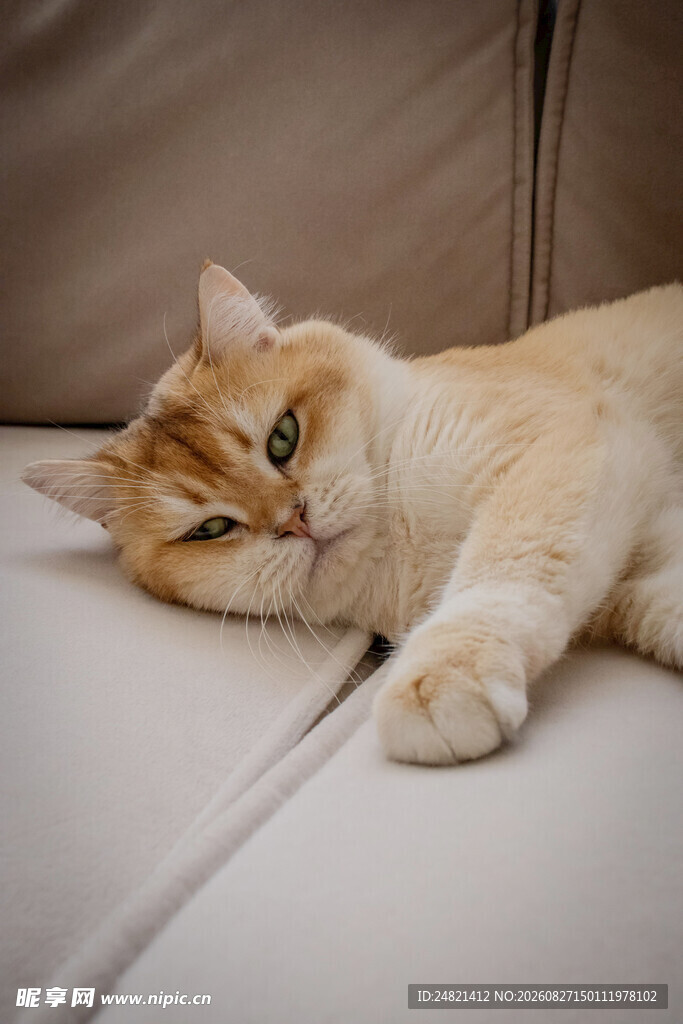 慵懒猫咪惬意躺沙发