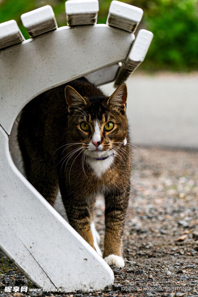 猫咪躲在拱形结构下