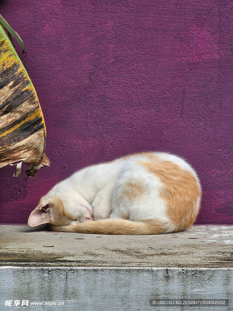 酣睡的猫咪