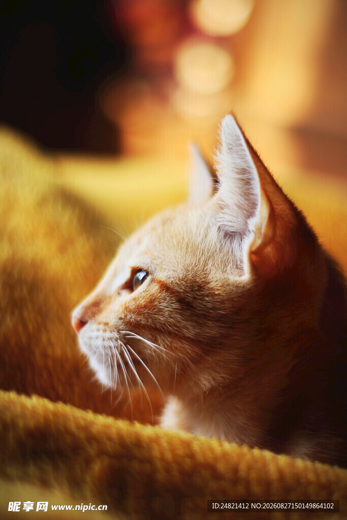 侧卧猫咪的温馨瞬间