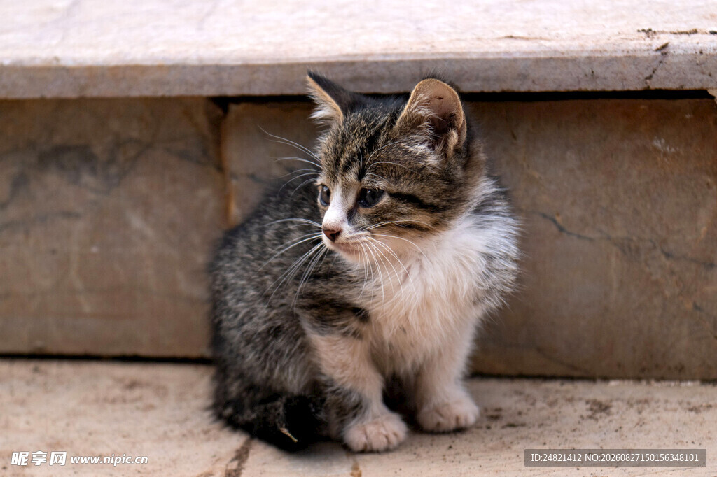 可爱小猫坐于台阶上