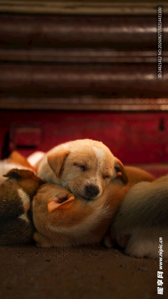 趴着休息的可爱金毛犬