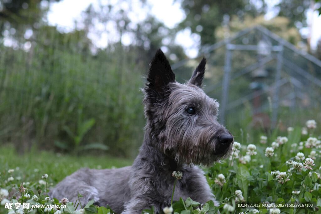 草地上的灰色梗犬