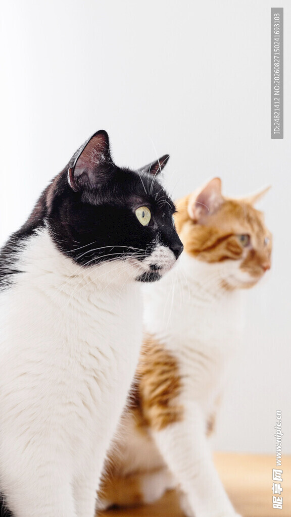 黑白橘猫同框对视