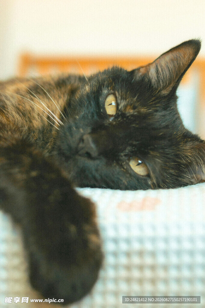 慵懒猫咪惬意趴卧