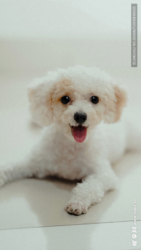 可爱比熊犬趴卧卖萌
