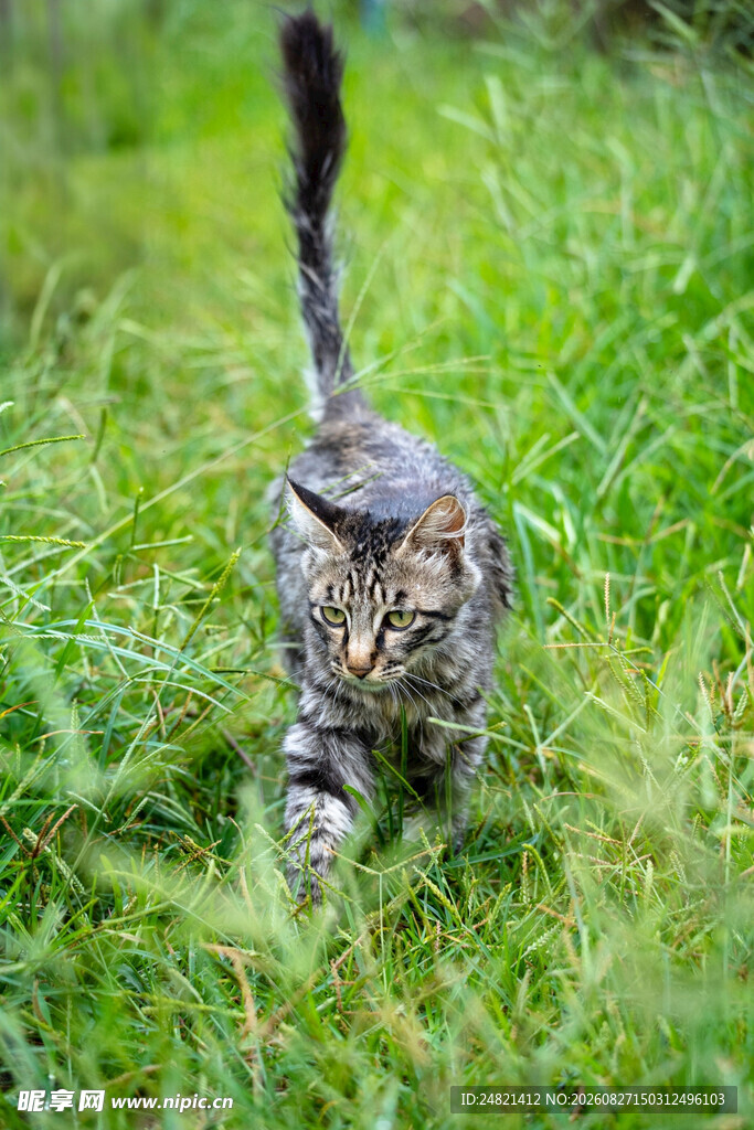 草地上行走的斑纹猫咪