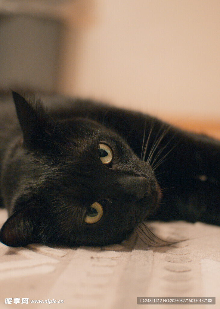 黑猫侧卧显慵懒
