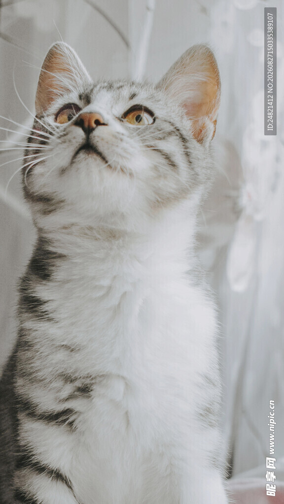 仰头的可爱斑纹猫咪