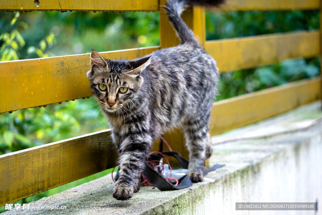 狸花猫在木栈道上行走