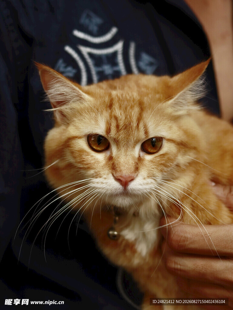 可爱橘色长毛猫被人抱着