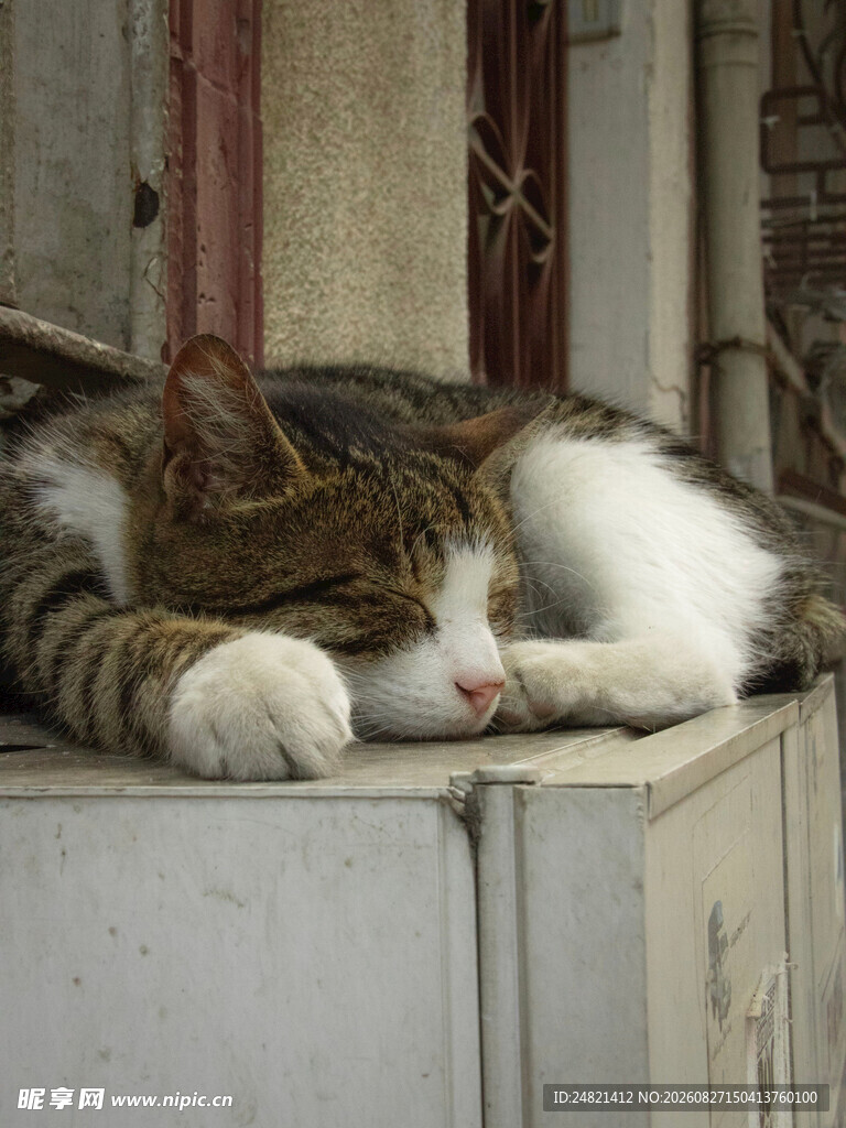 慵懒猫咪躺卧休憩