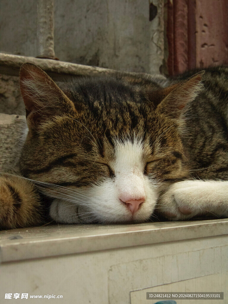 酣睡的猫咪
